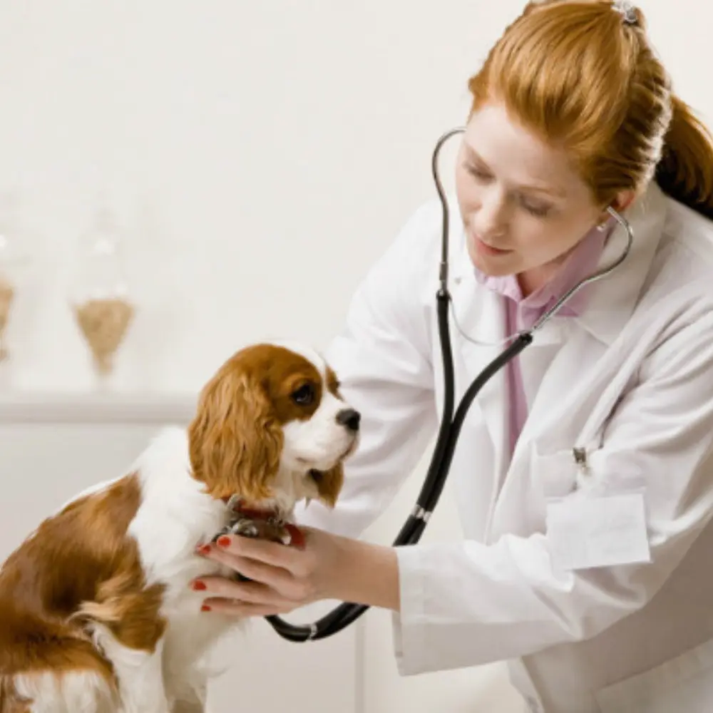 דוגסנטר טיפול וטרינרי בסיסי לכלב